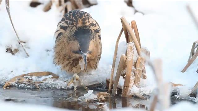 БОЛЬШАЯ ВЫПЬ - Душераздирающая крикунья смотреть онлайн