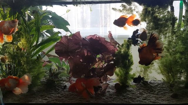 Солнечное утро в аквариуме с золотыми рыбками смотреть онлайн