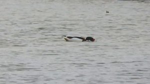 Утка "Пеганка"