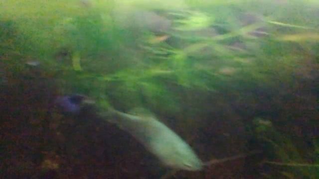 Подводное царство. смотреть онлайн