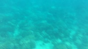 НЯЧАНГ ВЬЕТНАМ СНОРКЛИНГ У ОСТРОВА ХОН МУН ВДВОЕМ С ДОЧКОЙ Moray Beach Hon Mun