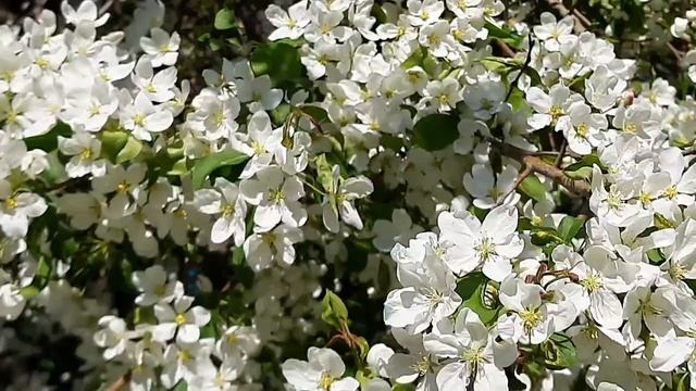 Звуки природы, пение птиц. Для медитации. Sounds of nature, birdsong. For meditation. смотреть онлайн