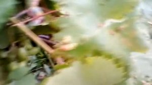 Виноград крупный сорт Кеша  для начинающих садоводов.