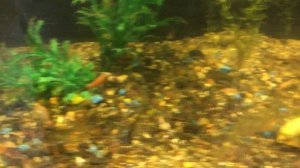 Золотые рыбки,гуппи и меченосцы в 130-литровом аквариуме!