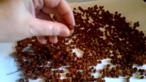 Красная рябина - полезнейшая ягода Red Mountain Ash. Сушка в духовом шкафу и естественным способом.