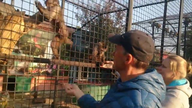 Маленькие хитрецы! смотреть онлайн