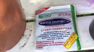 РЖАВЧИНА НА РАСТЕНИЯХ. ПРОСТОЙ способ борьбы с ржавчиной.