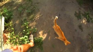 ОГОРОД ОТШЕЛЬНИКА. ОБЗОР. ИЮЛЬ 2020 ГОДА