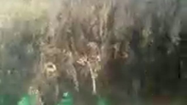 сеяли подсолнух а там бадер смотреть онлайн