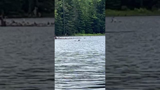 North American Loon