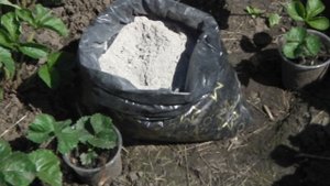 ЗОЛА   - ОТЛИЧНОЕ  УДОБРЕНИЕ  ДЛЯ КЛУБНИКИ (ЗЕМЛЯНИКИ) И ДРУГИХ САДОВО-ОГОРОДНЫХ КУЛЬТУР