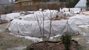 Как укрыть розы на зиму в саду чтобы сохранить