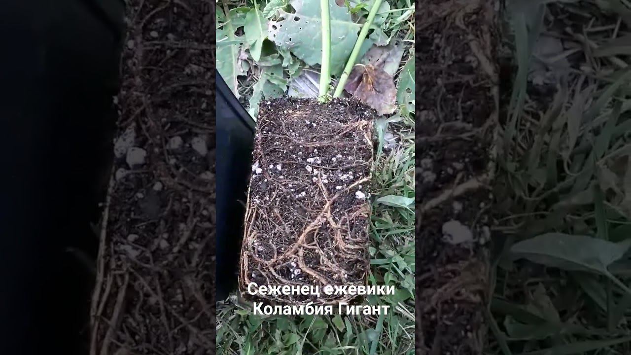 Получила саженец ежевики, 19 октября 2023 г.