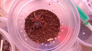 grammostola rosea red l3 vs. опарыш