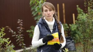 3 шага, чтобы правильно подготовить голубику к зиме.