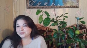 Иранский сладкий лайм.? Описание сорта/ Цитрусовый Рай МариАны