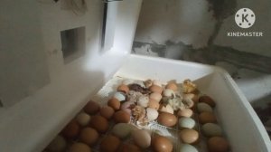 Ты не поверишь!. Курочек больше не покупаю, вывод курочек дома, окончание