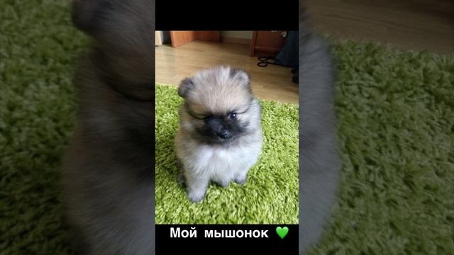 Купила померанского шпица на Авито и вот что из этого вышло… #шпиц #собаки #животные #shorts