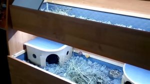Стилаж для морской свинки. Часть 2.