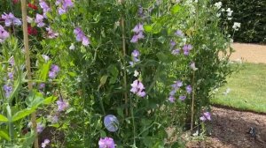 Vlog 298 - Душистый горошек, новые сорта,  комбинации луговых растений