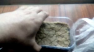Как быстро вырастить кактус - 10 суток моим кактусам они уже такие большие