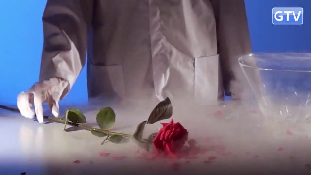 Роза и криогенная заморозка. Опыты с жидким азотом смотреть онлайн
