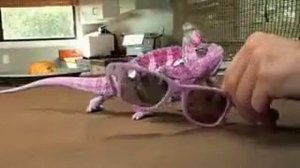 Факт о хамелеоне:хамелион меняет цвет за что держится