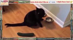 Смешная реакция кошек на огурец.
