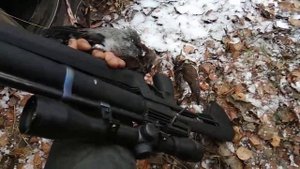 Охота на дроздов