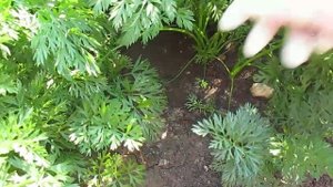 Закучерявилась ботва моркови.Избавляемся от морковной и луковой мухи.