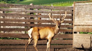 2014-2019.06 Маральник