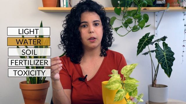 Snow Queen Pothos Care Guide | Epipremnum Aureum 101 | Light, Water, Soil & More смотреть онлайн