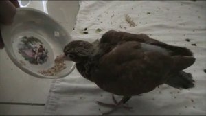 птенец голубя