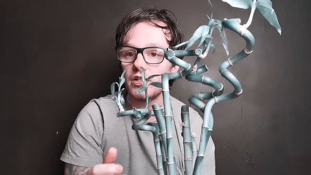 Lucky Bambo (Dracaena sanderiana) care guide смотреть онлайн