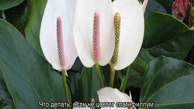 Почему не цветет спатифиллум в домашних условиях