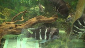 Аквариум с франтозами.