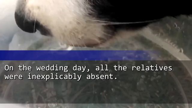 My Son's Fiancée Mocked My Job & Banned Me From Their Wedding. But It Made Her See Empty Seats... смотреть онлайн