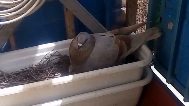 С вылуплением! ^_^ смотреть онлайн