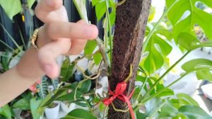 Rhaphidophora Tetrasperma