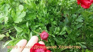 Ранункулюс Все самое важное и интересное