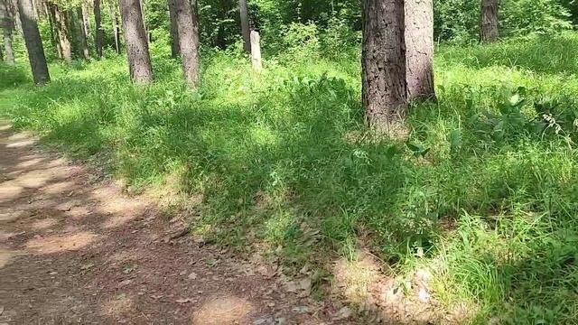 Хорошо в лесу! Лесные тропинки! Направо пойдёшь, налево пойдёшь!.. смотреть онлайн