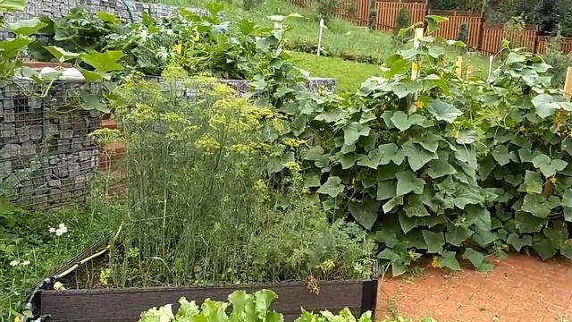 огород из габионов