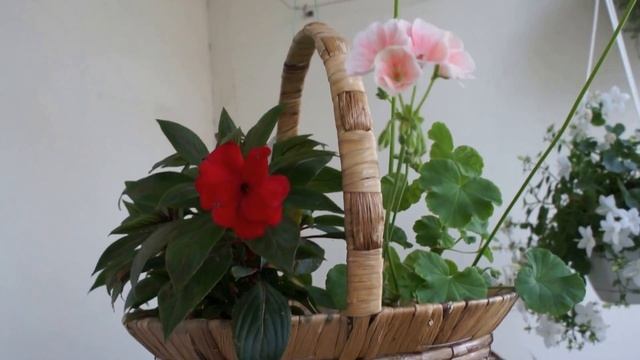 Подвешенные в корзинке - бальзамин, пеларгония ( невеста кампанула - на заднем плане) смотреть онлайн