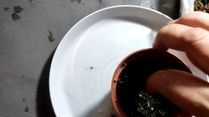 Пересадка Венериной Мухоловки методом перевалки. Перед зимовкой.