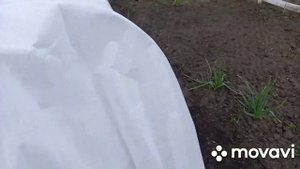 НЯТЯГИВАЕМ  тент на  ЧУДО-ТЕПЛИЦУ и устанавливаем парник для помидор.