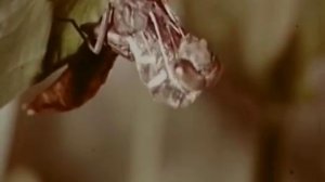 1975 Киножурнал Хочу всё знать №100