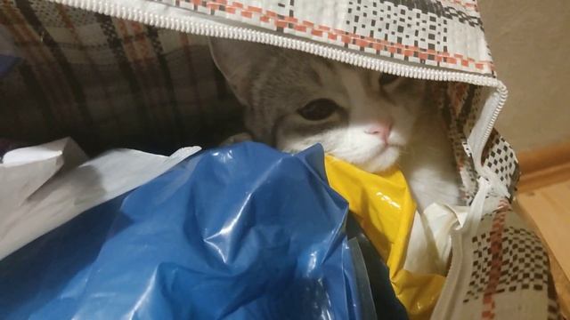 Найдите кошку смотреть онлайн