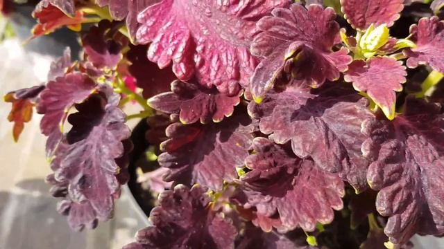 Колеус из семян 2020//Какие сорта буду сеять в сезоне 2020//Когда сеять колеус смотреть онлайн