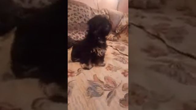 Щенки ши-тцу девочка и мальчик черного и шоколадного окраса смотреть онлайн