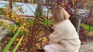 Весенняя обработка гортензий